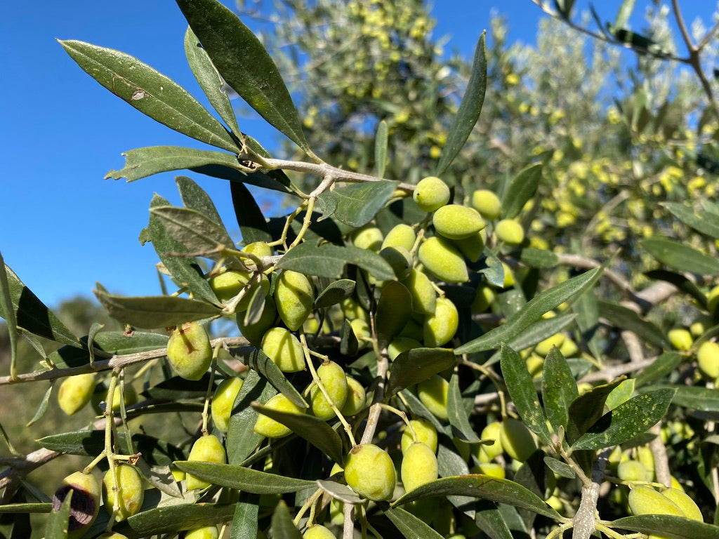 Olivenöl extra virgin aus Kreta kalt gepresst ohne Zusätze 250ml Glasflasche