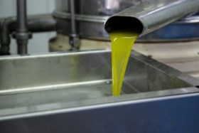 Olivenöl kaltgepresst läuft aus der Ölpresse in ein Auffangbecken aus Edelstahl